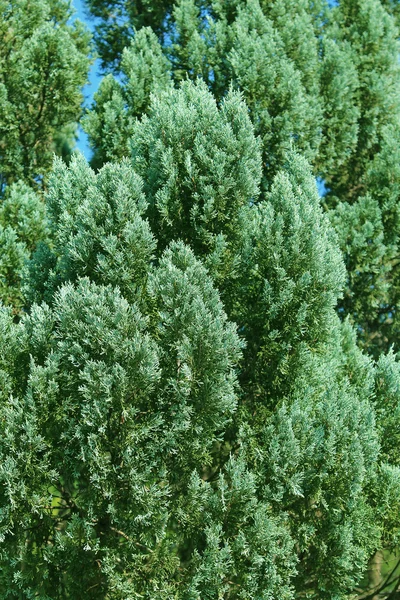 Green branches of Cedar — Stock Photo, Image