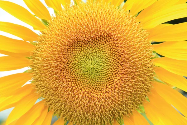 Sunflowers — Stock Photo, Image