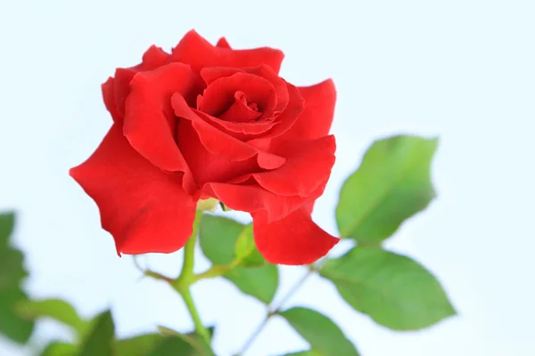Vörös rózsa elszigetelt fehér — Stock Fotó