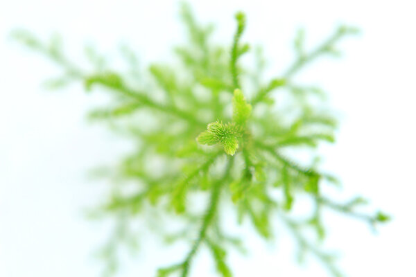Lycopodium Clavatum on white