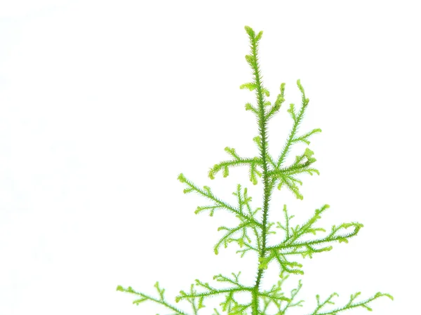 Lycopodium Clavatum sobre blanco —  Fotos de Stock