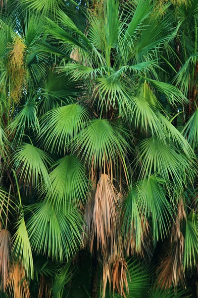 야자수 잎 — 스톡 사진