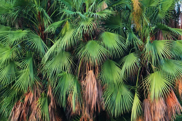 Palmenblätter — Stockfoto