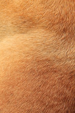 köpek kürk