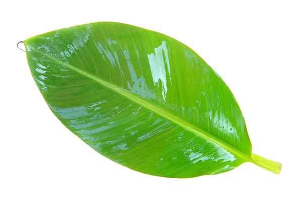흰 배경에 분리 된 바나나 잎 — 스톡 사진
