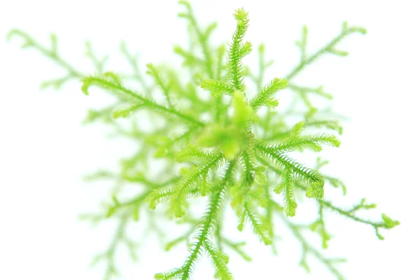 Lycopodium Clavatum on white — Stock Photo, Image