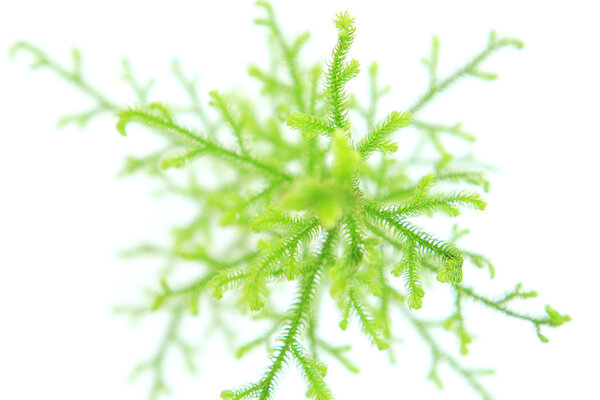 Lycopodium Clavatum on white