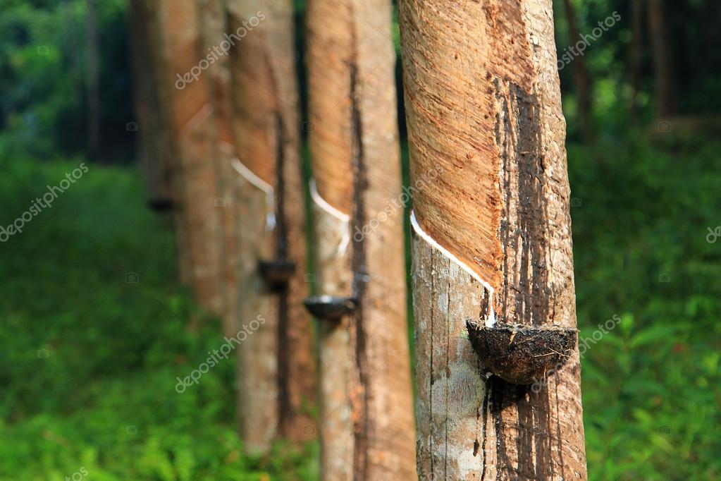 Rubber tree, Thailand Stock Photo by ©foto76 53868689
