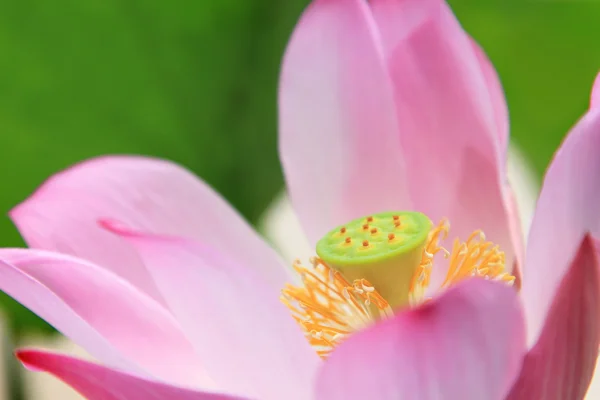 Розовая водяная лилия в тропическом саду — стоковое фото