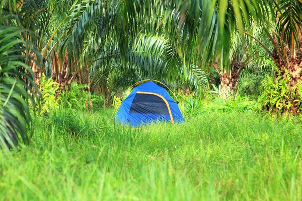 Touristenzelt in Palmenplantage — Stockfoto