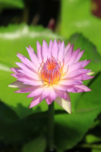 Pink water-lily — Stock Photo, Image