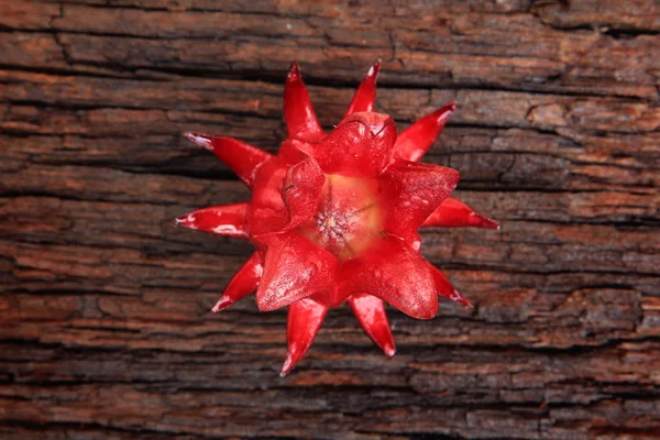 Close-up van roselle fruit — Stockfoto