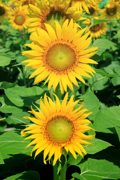 Closeup of Sunflower — Stock Photo, Image