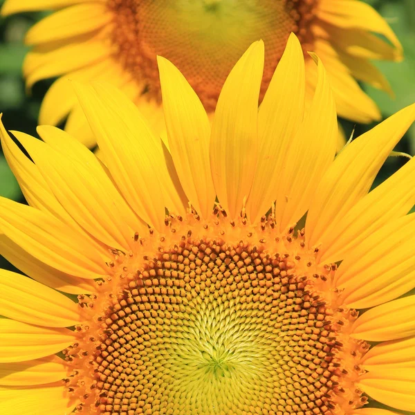 Close-up van zonnebloem — Stockfoto