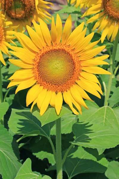 Closeup of Sunflower — Stock Photo, Image