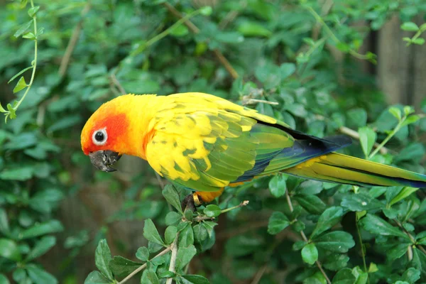 Parrot birds — Stock Photo, Image