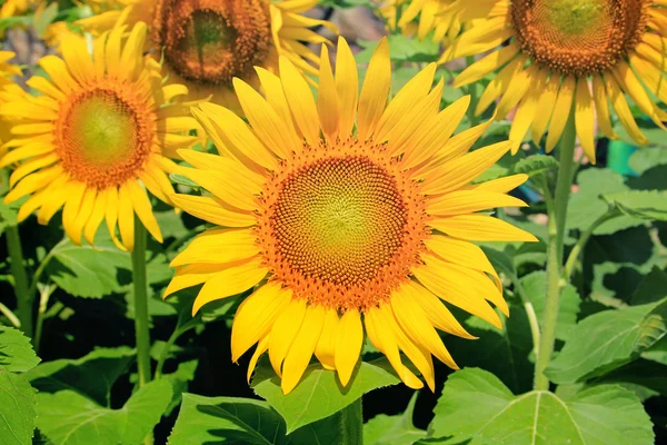 Closeup of Sunflower — Stock Photo, Image