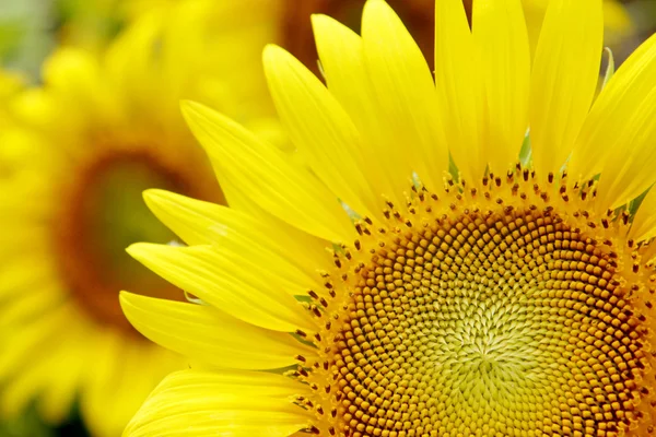 Closeup of Sunflower — Stock Photo, Image