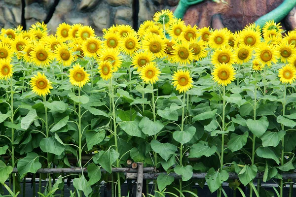 Sunflowers field — Stock Photo, Image