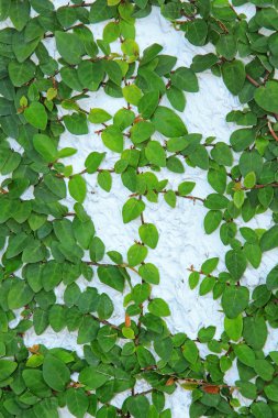 Duvarda yeşil sarmaşık bitkisi