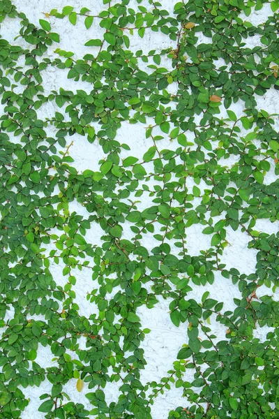 Planta trepadeira verde na parede — Fotografia de Stock