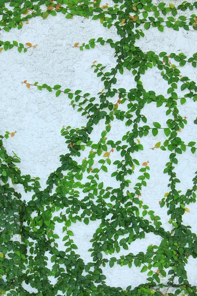 Vert plante creeper sur le mur — Photo