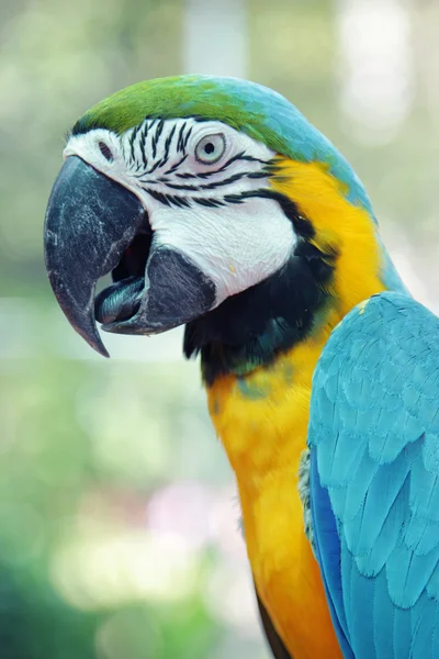 Colorful parrot birds — Stock Photo, Image