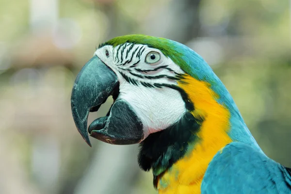 Colorful parrot birds — Stock Photo, Image
