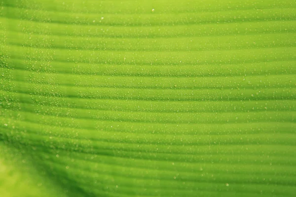 香蕉叶 — 图库照片