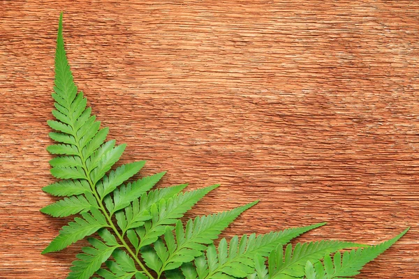 Close-up of fern on the wooden board — Stock Photo, Image