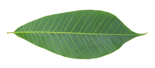 Rubber blad isolerad på vit — Stockfoto
