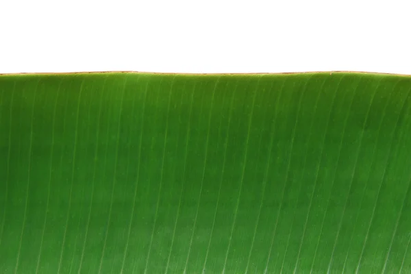 바나나 잎 흰색 절연 — 스톡 사진