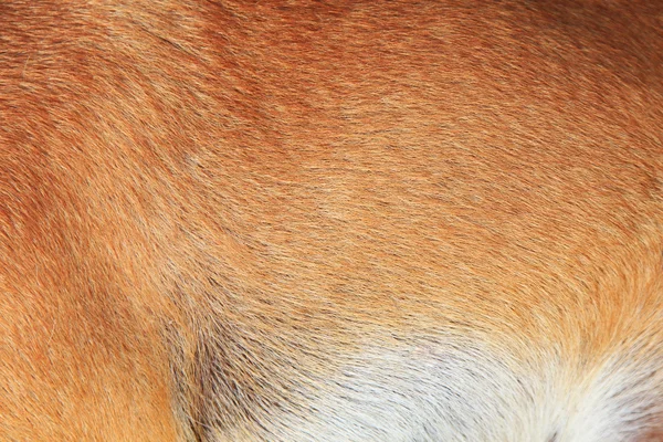 Peles de cão — Fotografia de Stock