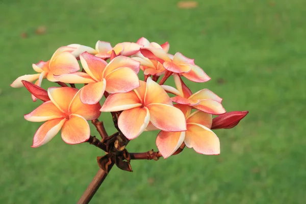 Tropiska blommor frangipani (plumeria)) — Stockfoto