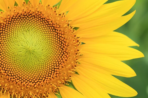 Close-up of sunflowers — Stock Photo, Image