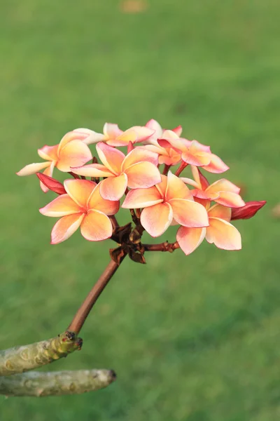 Тропические цветы франджипани (plumeria) — стоковое фото