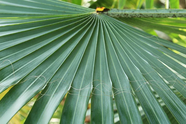 Grüne Palmblätter — Stockfoto