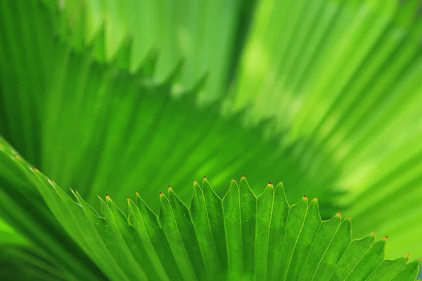 緑のヤシの木の葉 — ストック写真