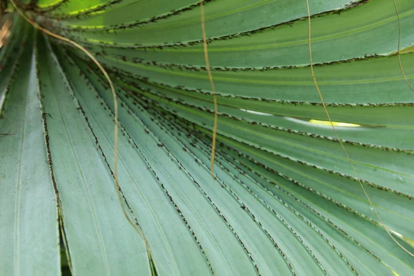 Foglia di palma verde — Foto Stock