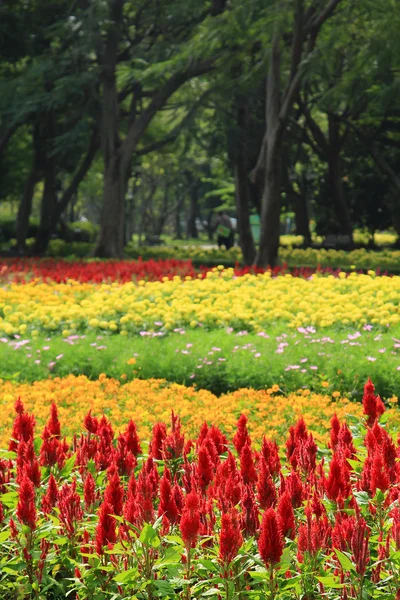 열 대 정원에서 꽃 — 스톡 사진