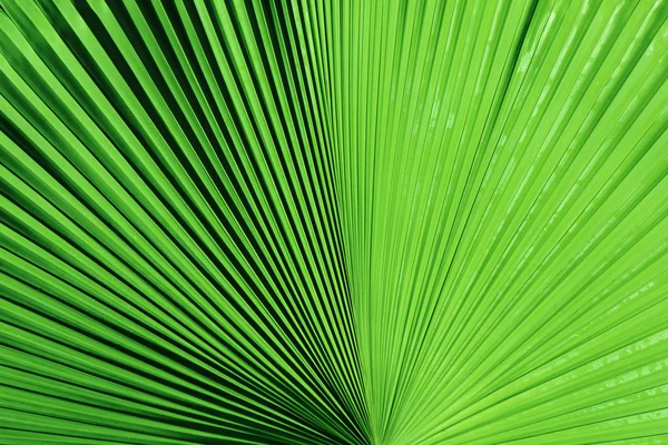 Green palm tree leaf — Stock Photo, Image