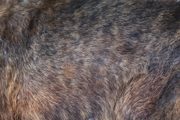 Close-up de peles de cão — Fotografia de Stock