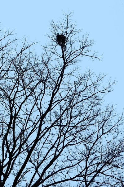 Nest in a tree under the sky — Stock Photo, Image