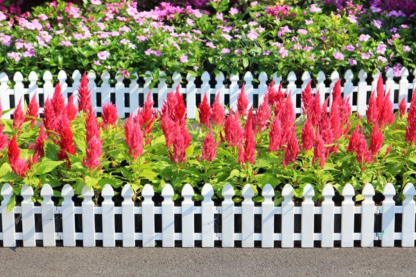 熱帯の庭の花 — ストック写真