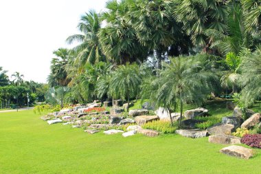 palmiye ağaçları görünümü