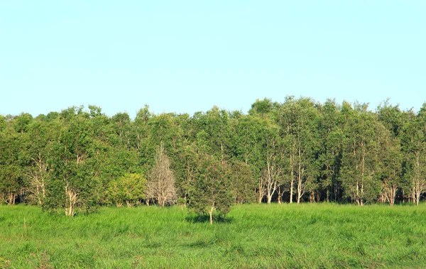 Peat swamp forest in Thailand — Stock Photo, Image