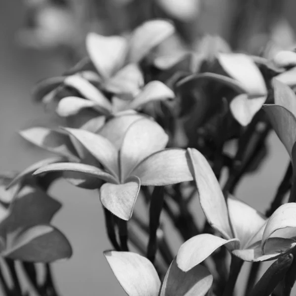 Flores tropicais frangipani (plumeria) — Fotografia de Stock