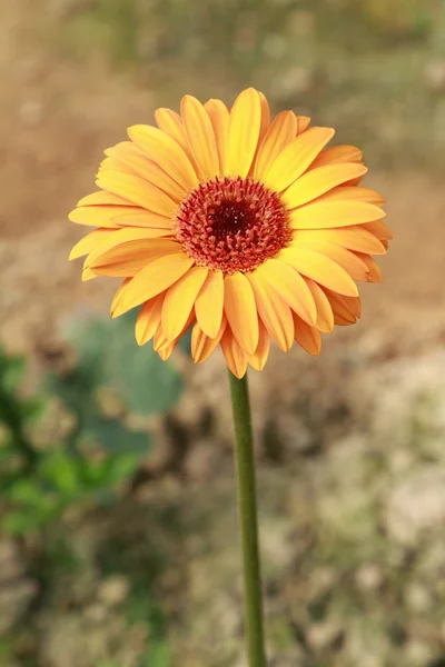 Kwiat żółty gerbera — Zdjęcie stockowe