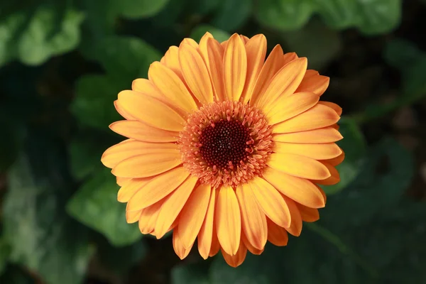 Flor de gerbera amarela — Fotografia de Stock