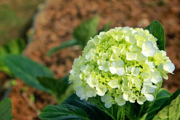 Green hydrangea — Stock Photo, Image